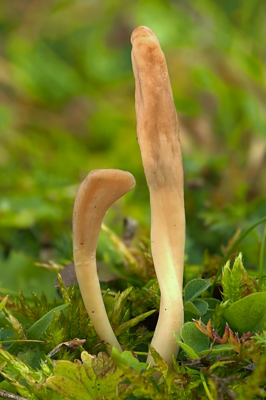 drobnojazýček Microglossum rufescens (Grélet) Bon