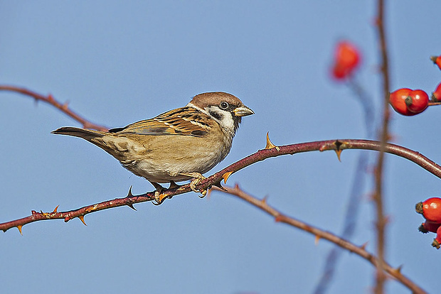 vrabec poľný  Passer montanus