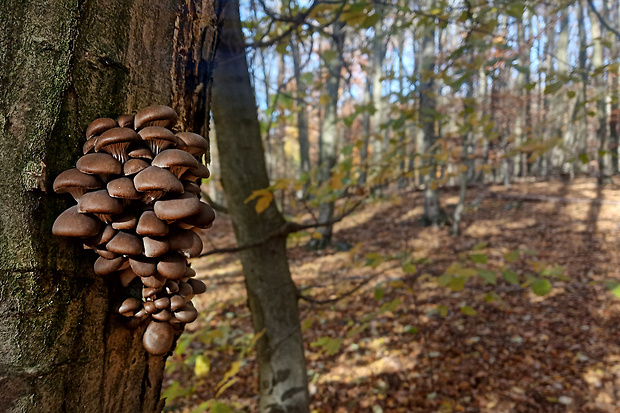 hliva ustricovitá Pleurotus ostreatus (Jacq.) P. Kumm.