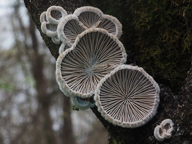 klanolupeňovka obyčajná Schizophyllum commune Fr.