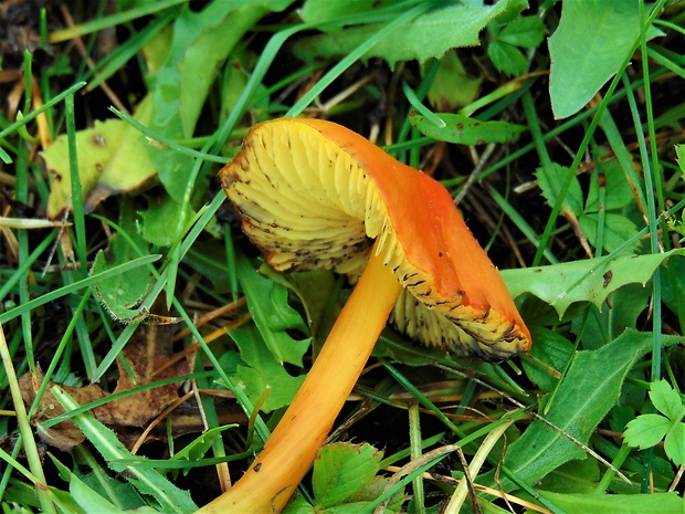 lúčnica kužeľovitá Hygrocybe conica (Schaeff.) P. Kumm.