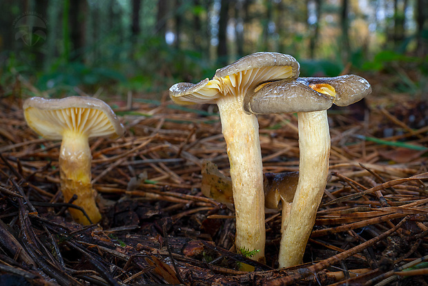 šťavnačka mrazová Hygrophorus hypothejus (Fr.) Fr.