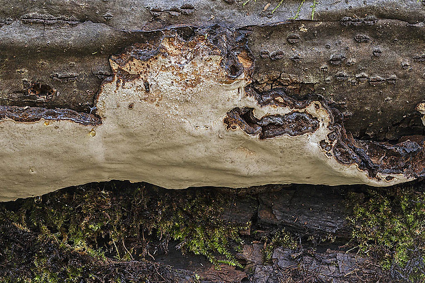 smolokôrovka buková? Ischnoderma resinosum (Schrad.) P. Karst.