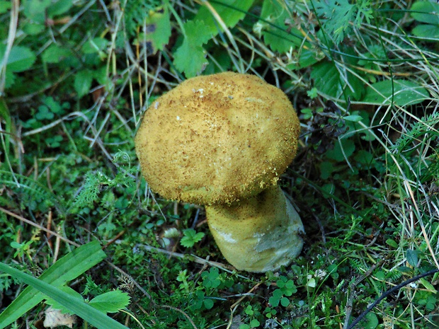 rozpadavec stopkatý Lycoperdon excipuliforme (Scop.) Pers.