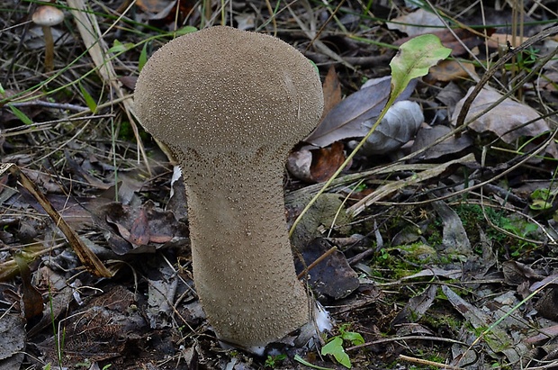 rozpadavec stopkatý Lycoperdon excipuliforme (Scop.) Pers.