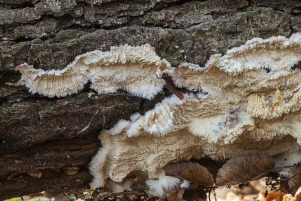 žilnačka pralesná Phlebia centrifuga P. Karst.