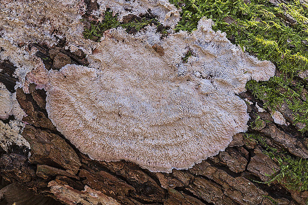 žilnačka pralesná Phlebia centrifuga P. Karst.