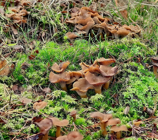 kuriatko lievikovité Craterellus tubaeformis (Fr.) Quél.