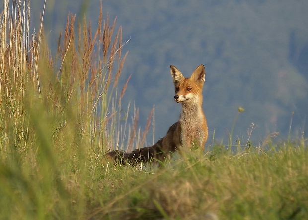 líška hrdzavá Vulpes vulpes