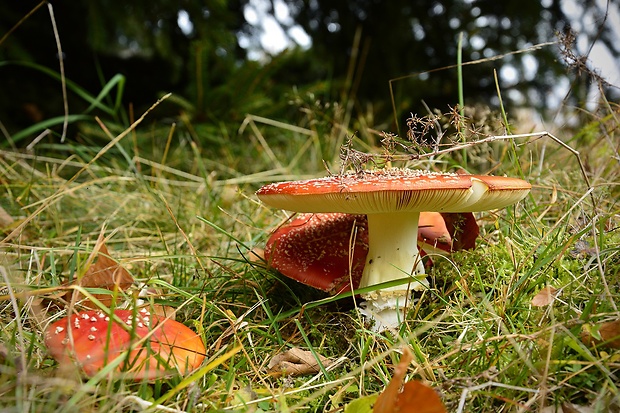 muchotrávka červená Amanita muscaria (L.) Lam.