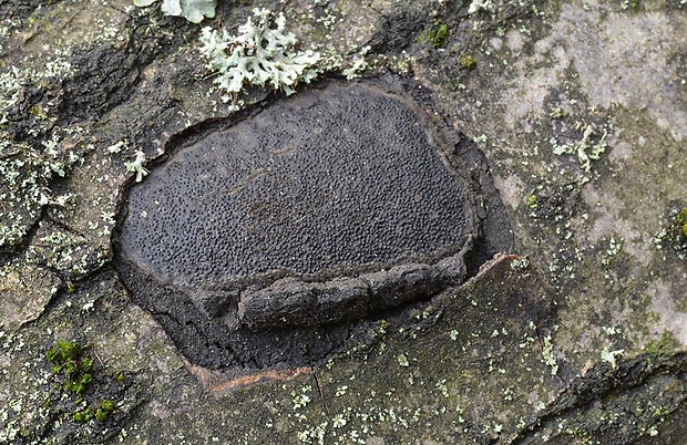 peniazovček Biscogniauxia mediterranea (De Not.) Kuntze