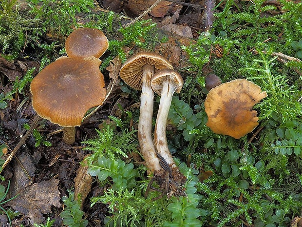 pavučinovec pruhovaný Cortinarius eustriatulus Rob. Henry