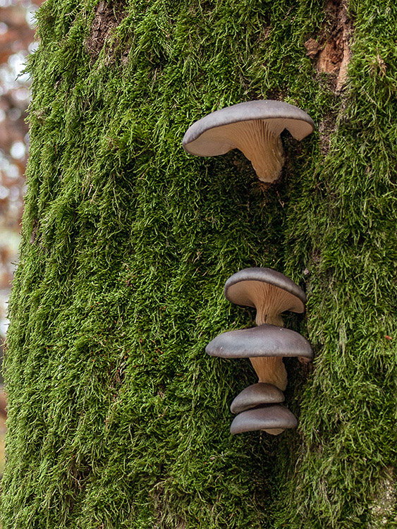 hliva ustricovitá Pleurotus ostreatus (Jacq.) P. Kumm.