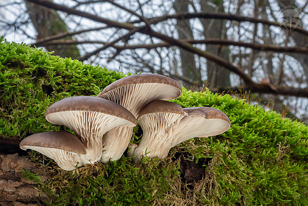 hliva ustricovitá Pleurotus ostreatus (Jacq.) P. Kumm.