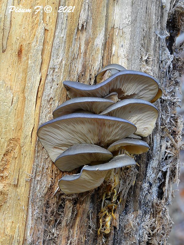 pňovka neskorá Sarcomyxa serotina (Pers.) P. Karst.