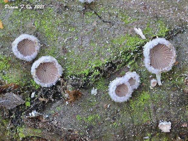 klanolupeňovka obyčajná Schizophyllum commune Fr.