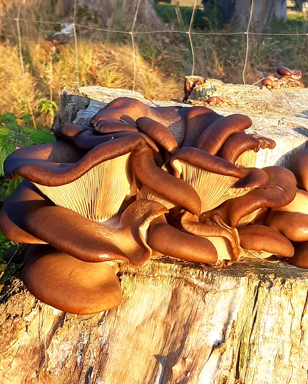 hliva ustricovitá Pleurotus ostreatus (Jacq.) P. Kumm.