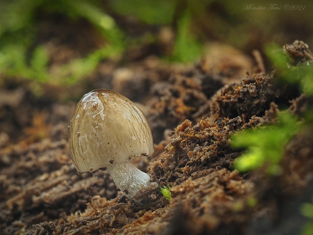 hnojovec sieťkovaný Bolbitius reticulatus (Pers.) Ricken 1915