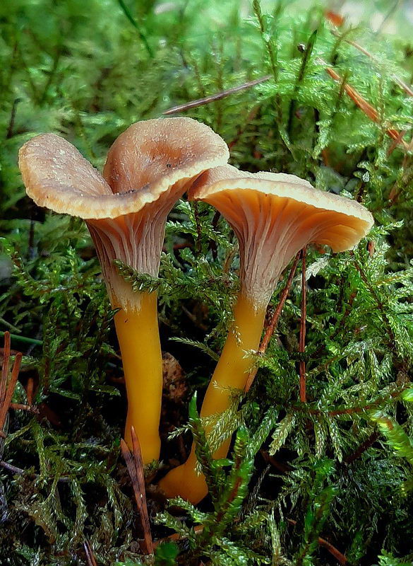 kuriatko lievikovité Craterellus tubaeformis (Fr.) Quél.