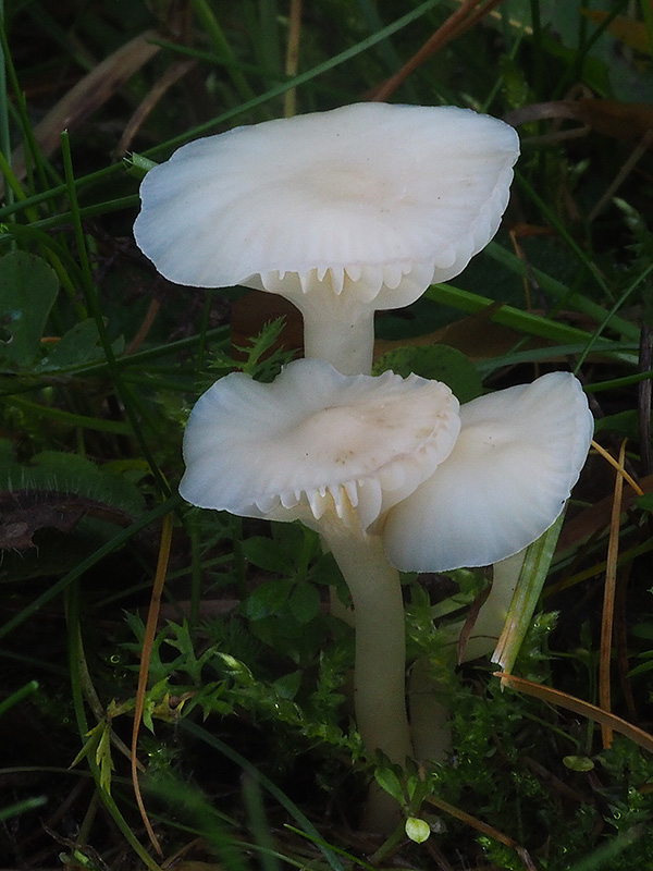 lúčnica snehobiela Cuphophyllus virgineus (Wulfen) Kovalenko