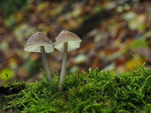 prilbička ružovolupeňová Mycena galericulata (Scop.) Gray