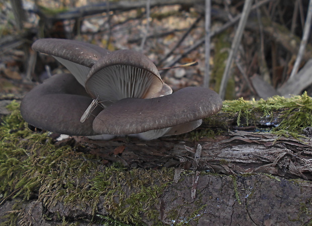 hliva ustricovitá Pleurotus ostreatus (Jacq.) P. Kumm.