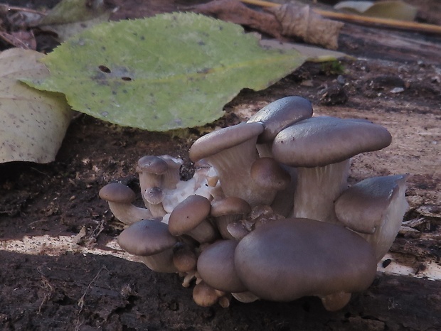 hliva ustricovitá Pleurotus ostreatus (Jacq.) P. Kumm.