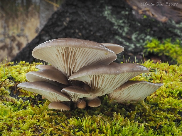 hliva ustricovitá Pleurotus ostreatus (Jacq.) P. Kumm.