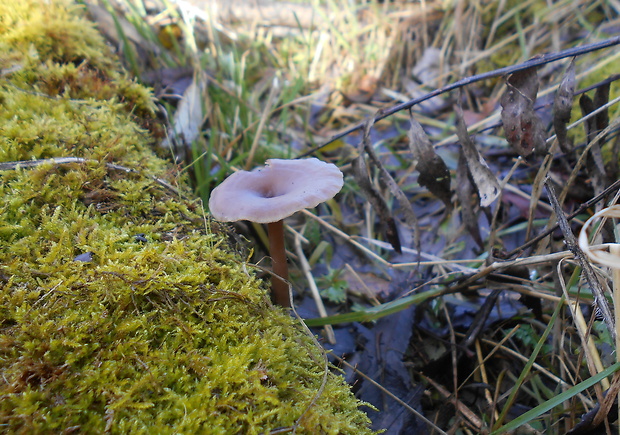 strmulica čiaškovitá Pseudoclitocybe cyathiformis (Bull.) Singer