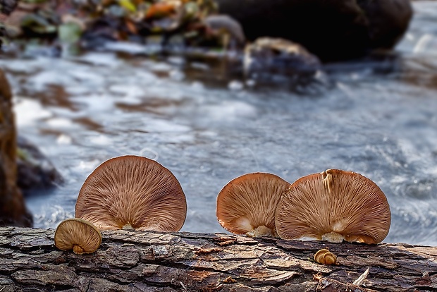 pňovka neskorá Sarcomyxa serotina (Pers.) P. Karst.