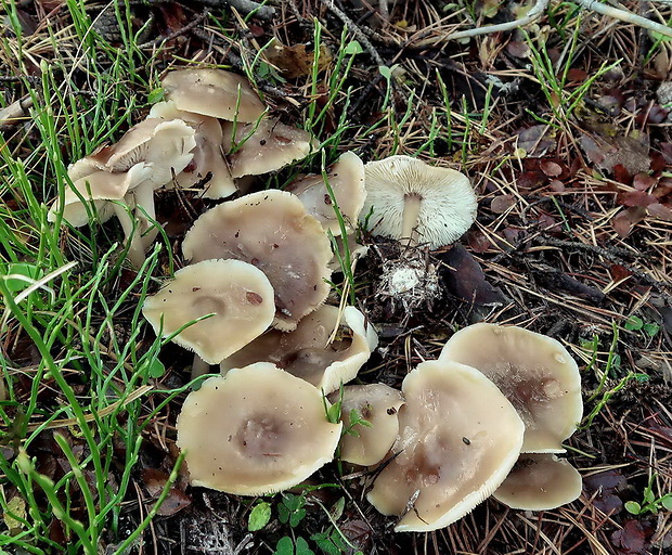 peniazovka maslová Rhodocollybia butyracea (Bull.) Lennox