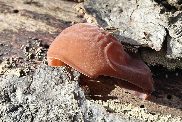 uchovec bazový Auricularia auricula-judae (Bull.) Quél.