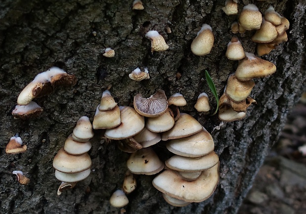 pahliva mäkká Crepidotus mollis (Schaeff.) Staude