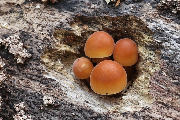 plamienka Flammulina sp.