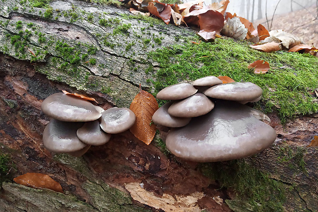 hliva ustricovitá Pleurotus ostreatus (Jacq.) P. Kumm.