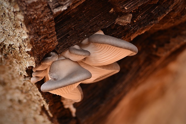 hliva ustricovitá Pleurotus ostreatus (Jacq.) P. Kumm.