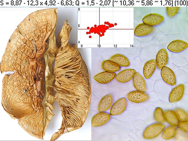 pavučinovec zlatohnedý Cortinarius percomis Fr.