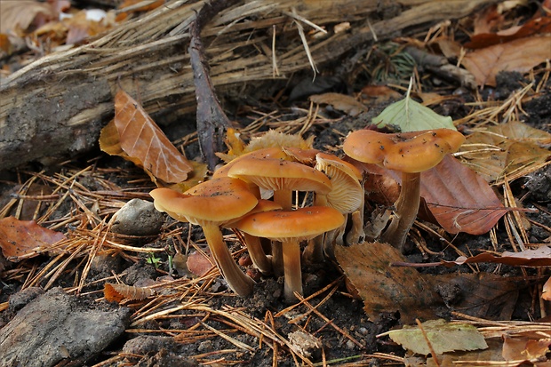 plamienka Flammulina sp.