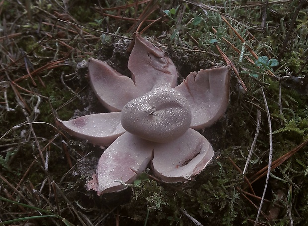 hviezdovka červenkastá Geastrum rufescens Pers.