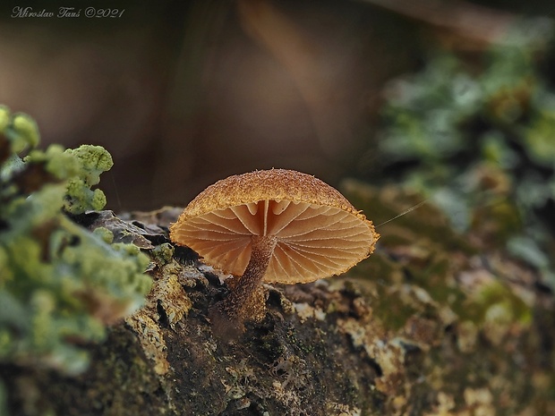 šupináčik obyčajný Phaeomarasmius erinaceus (Fr.) Scherff. ex Romagn.