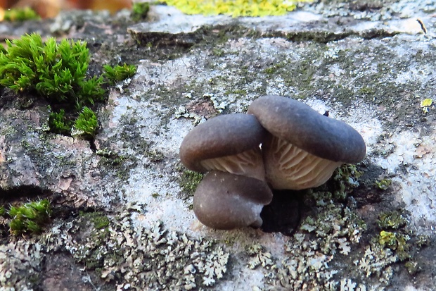 hliva ustricovitá Pleurotus ostreatus (Jacq.) P. Kumm.