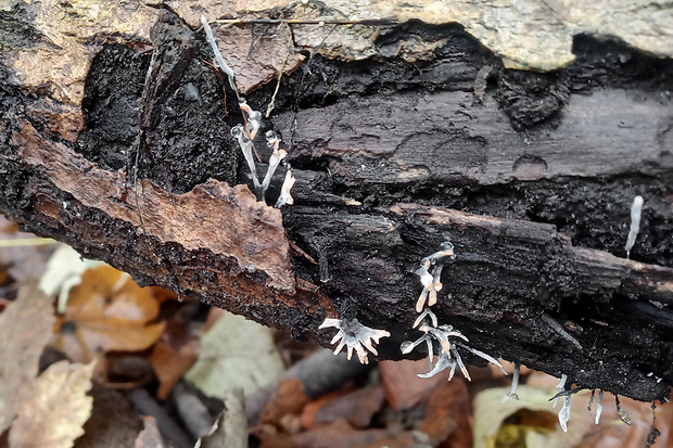 drevnatec parohatý Xylaria hypoxylon (L.) Grev.