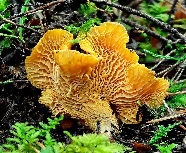 kuriatko jedlé Cantharellus cibarius Fr.