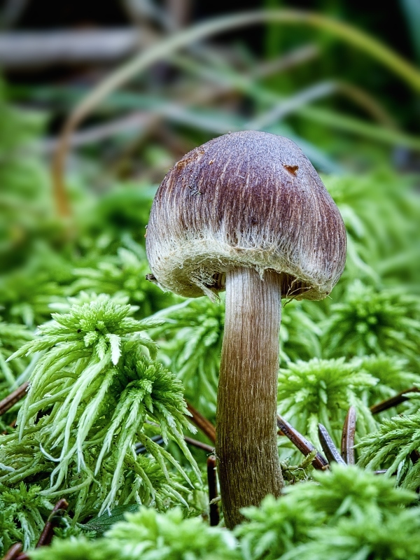 pavučinovec Cortinarius sp.