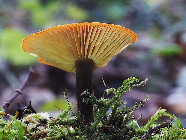 plamienka Flammulina sp.