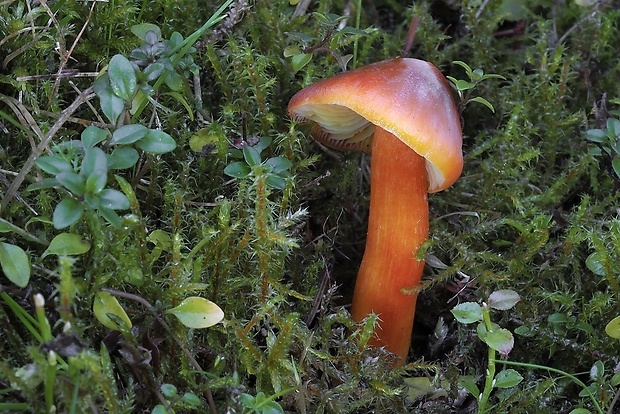 lúčnica granátovočervená Hygrocybe punicea (Fr.) P. Kumm.