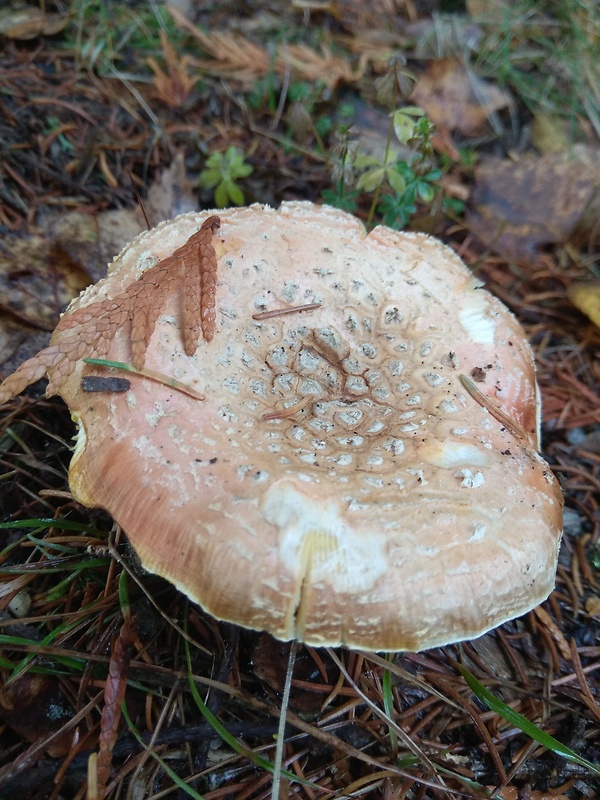 muchotrávka červená Amanita muscaria (L.) Lam.