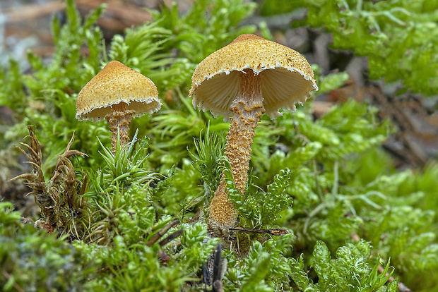 zrnivka Cystoderma sp.