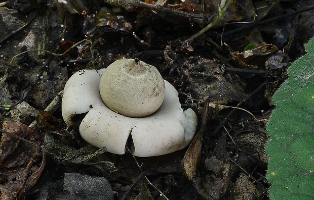 hviezdovka fľaškovitá Geastrum lageniforme Vittad.