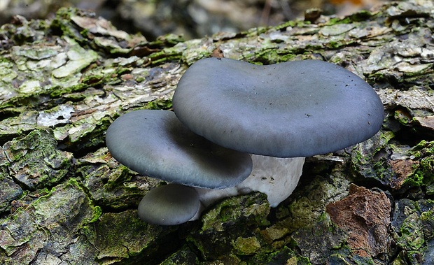 hliva ustricovitá modrastá Pleurotus columbinus Quél.